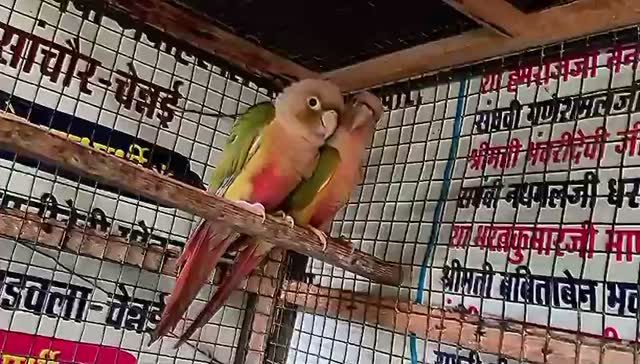 Pineapple Headed Conure, farm video