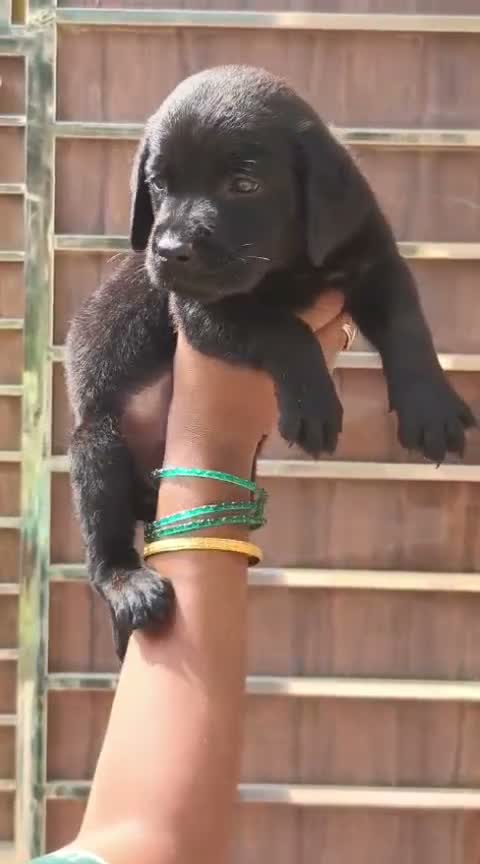 Dachshund Puppy | Brown, farm video