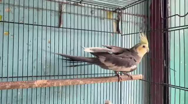 Cockatiel, farm video