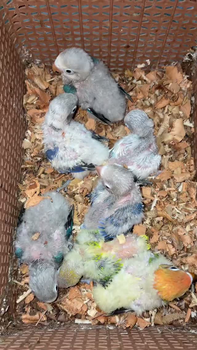 African Love Birds, farm video