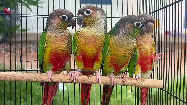 Small Cheek Conure, farm video