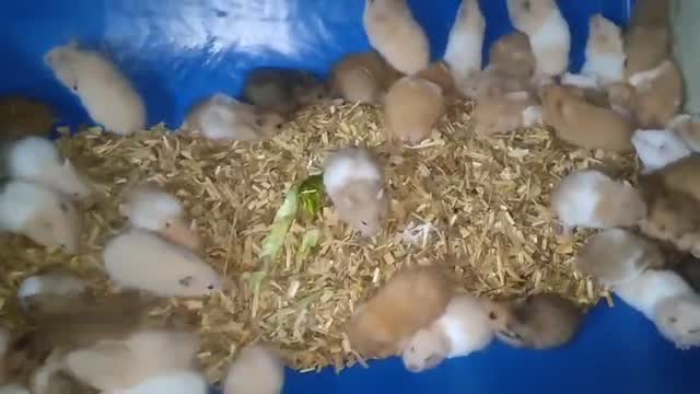Dwarf Hamster Babies | Adults, farm video