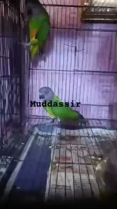 African Grey Parrot, farm video