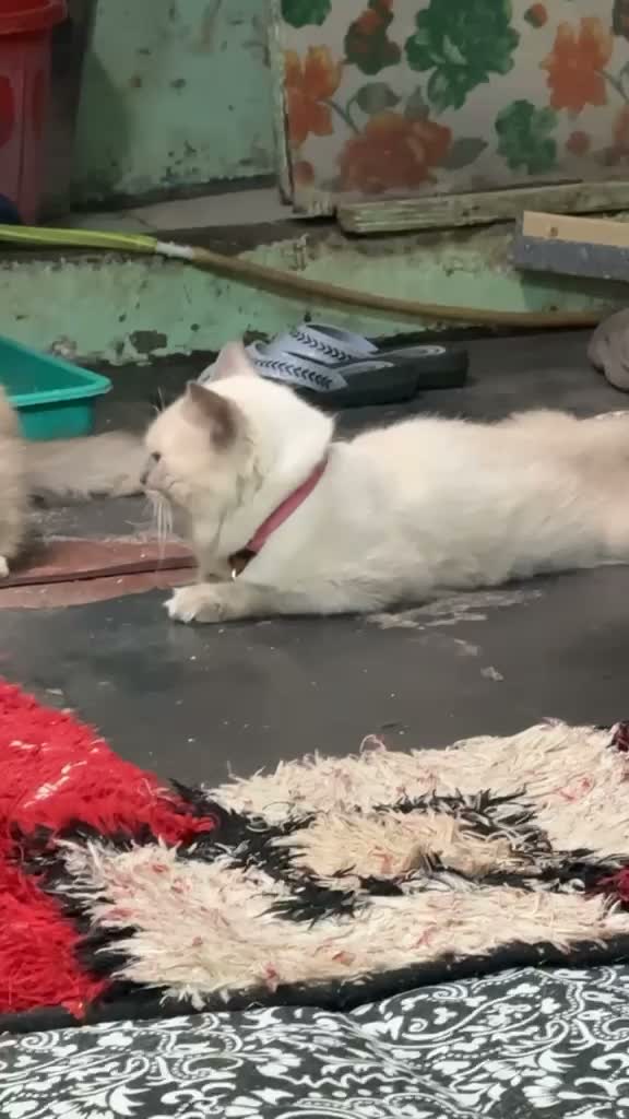 Himalayan Kitten, farm video