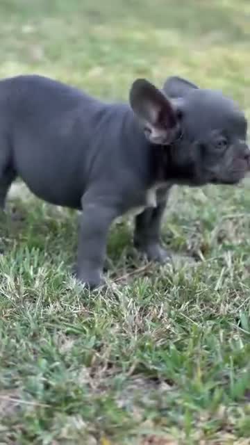French Bulldog Puppy, farm video