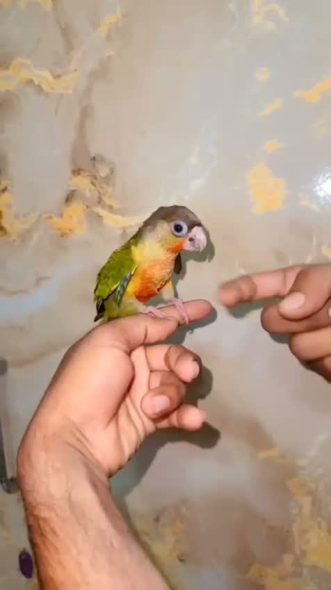 Red-rumped Parakeet, farm video