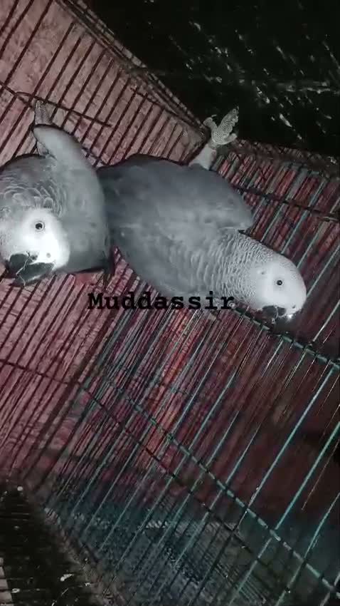Orange Wing Amazon Parrots, farm video