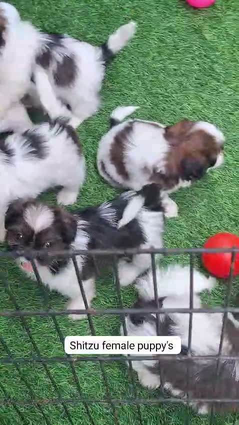 Dachshund Puppy | Brown, farm video