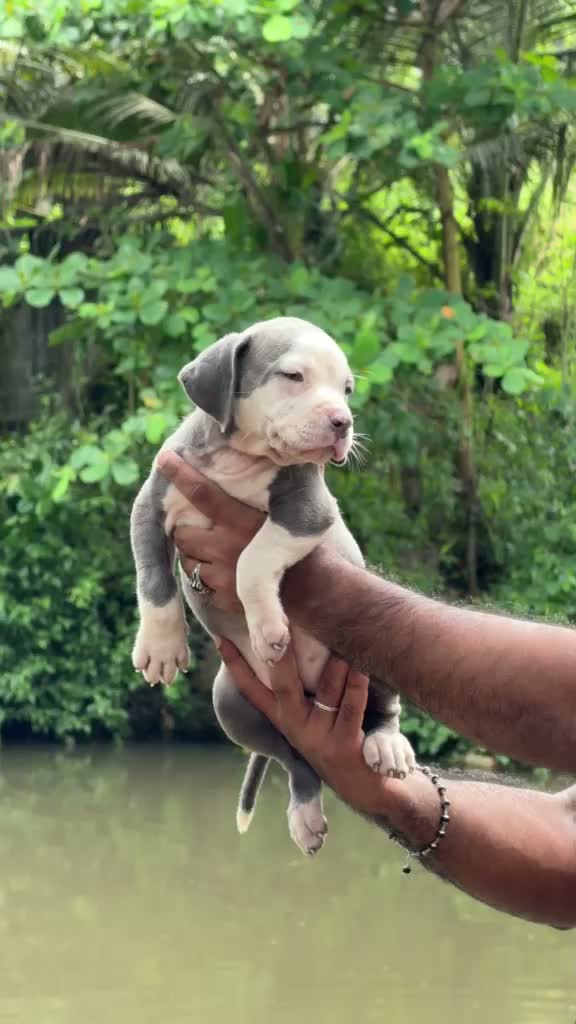 American Bully Pocket Size Puppy, farm video