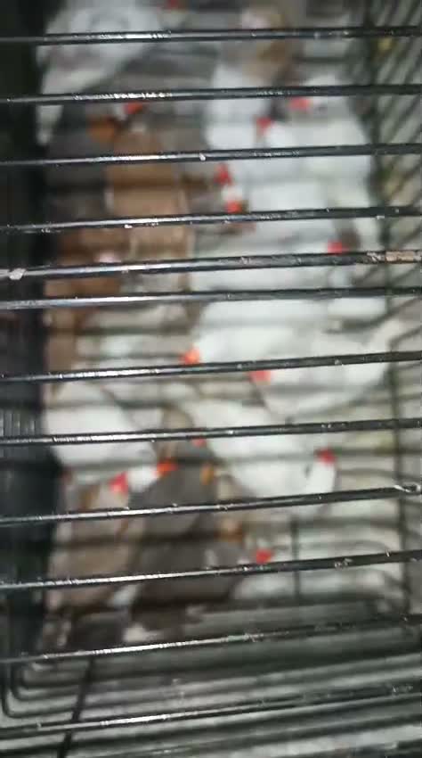 Bengal Kitten, farm video