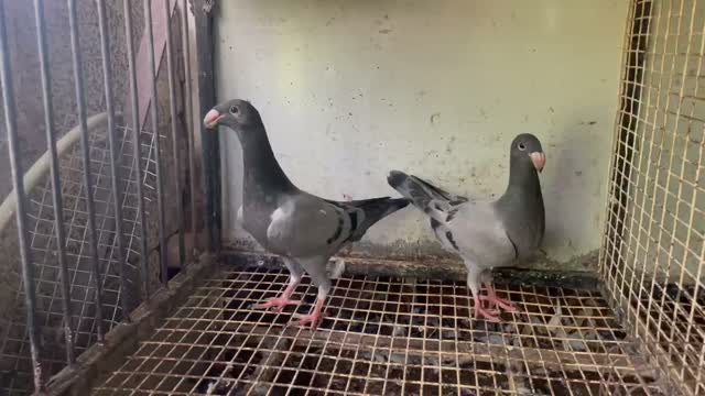 Satin Pigeon, farm video