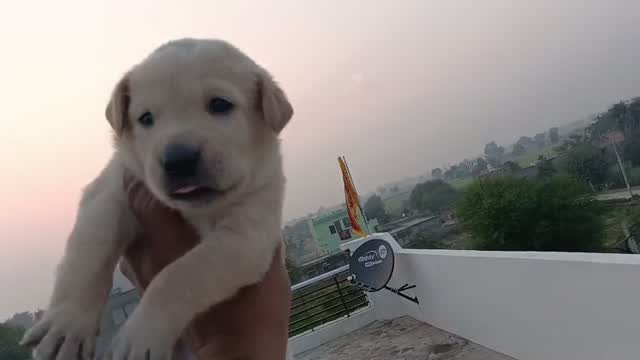 Beagle Black & Tan Puppy, farm video