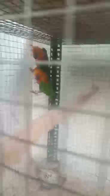 Small Cheek Conure, farm video