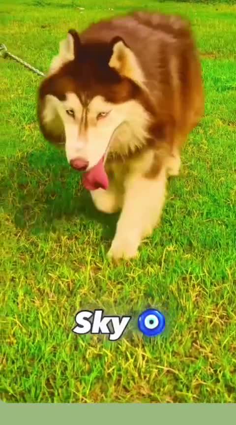 Siberian Husky Puppy | Black & White Color, farm video