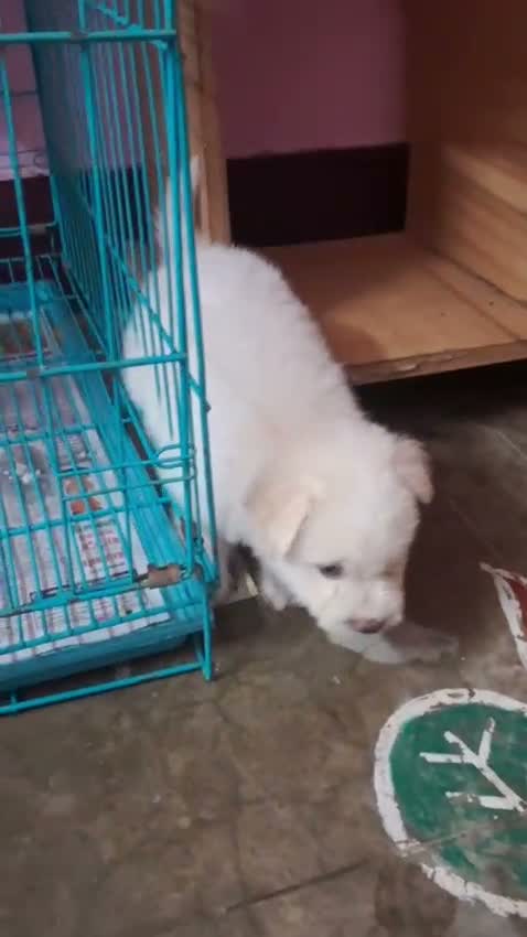 German Shepherd Puppy, farm video
