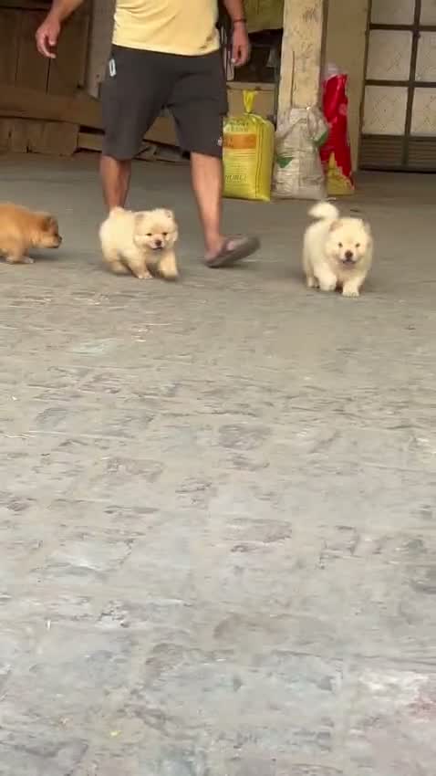 Chow Chow Puppies, farm video