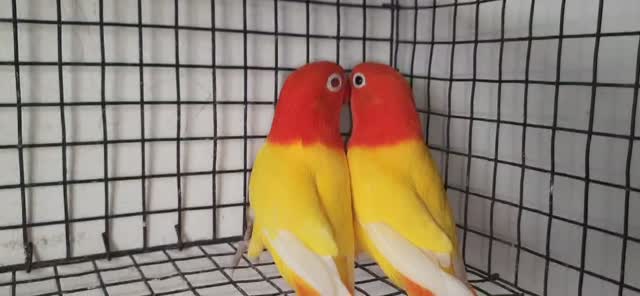 African Love Birds | Violet, farm video