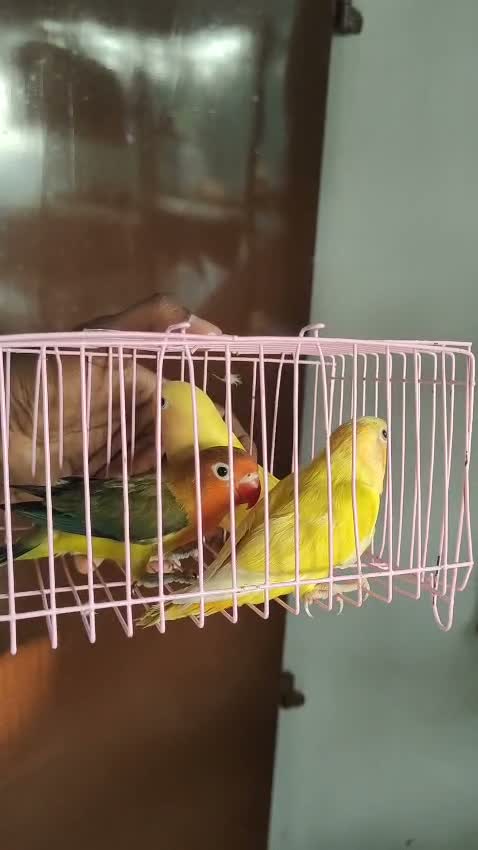 African Love Birds | Fallow, farm video