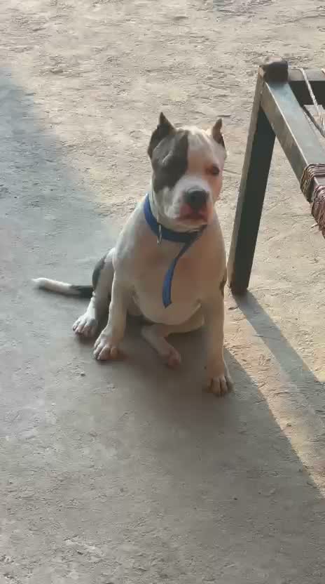 American Bully XXL Size Puppy, farm video