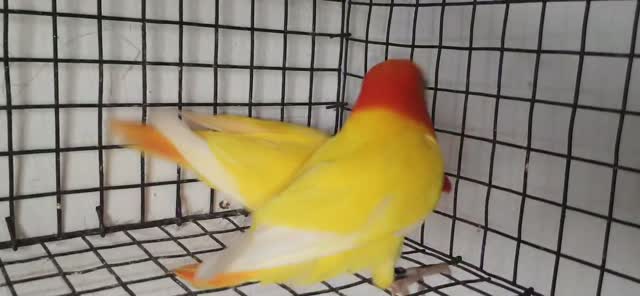 African Love Birds | Violet, farm video