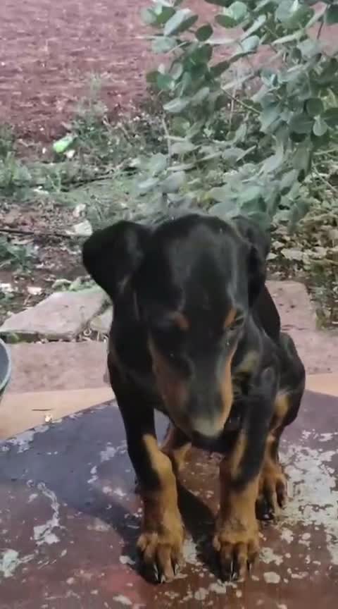 Doberman Pinscher Puppy | Brown & Tan, farm video