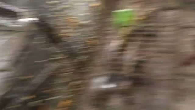 Small Cheek Conure, farm video