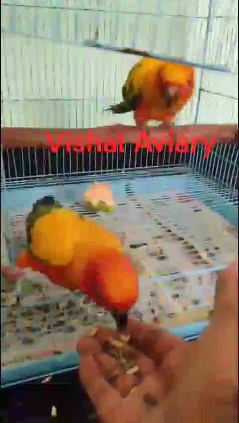 Sun Conure, farm video