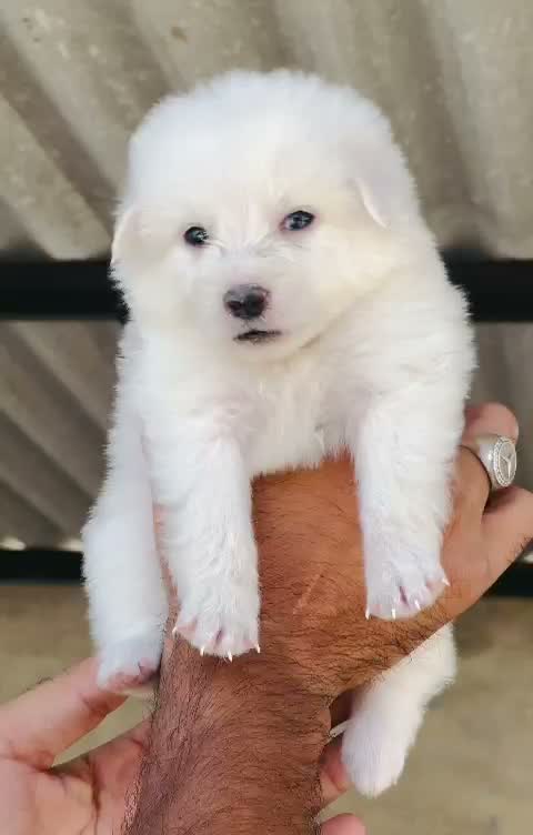 Culture Toy Pom Puppy | Black, farm video
