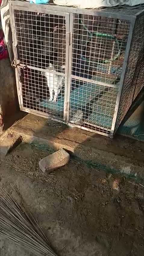 Pomeranian Puppy, farm video