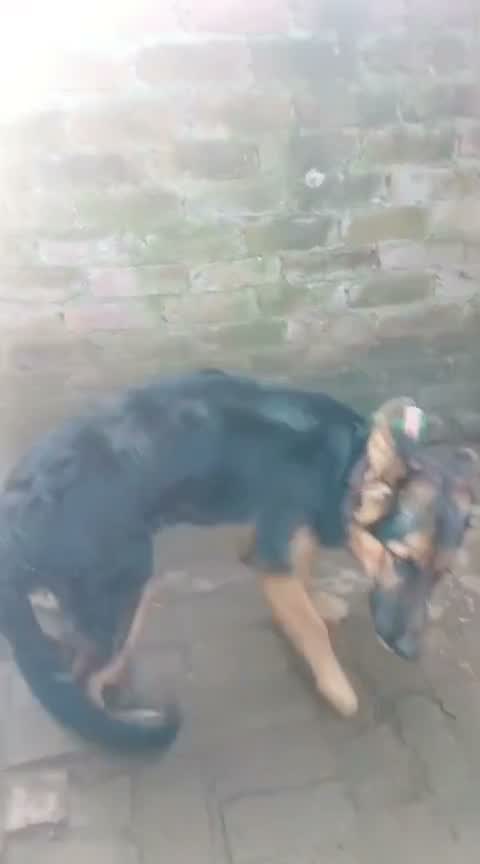 German Shepherd Puppy, farm video