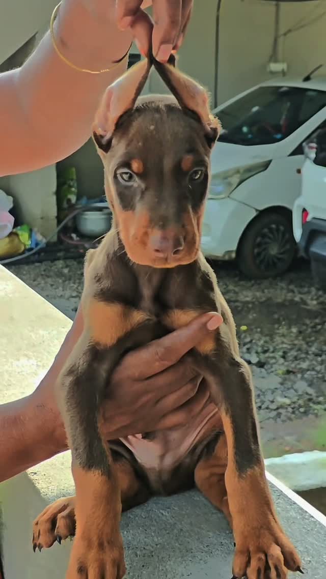 Doberman Pinscher Puppy, farm video