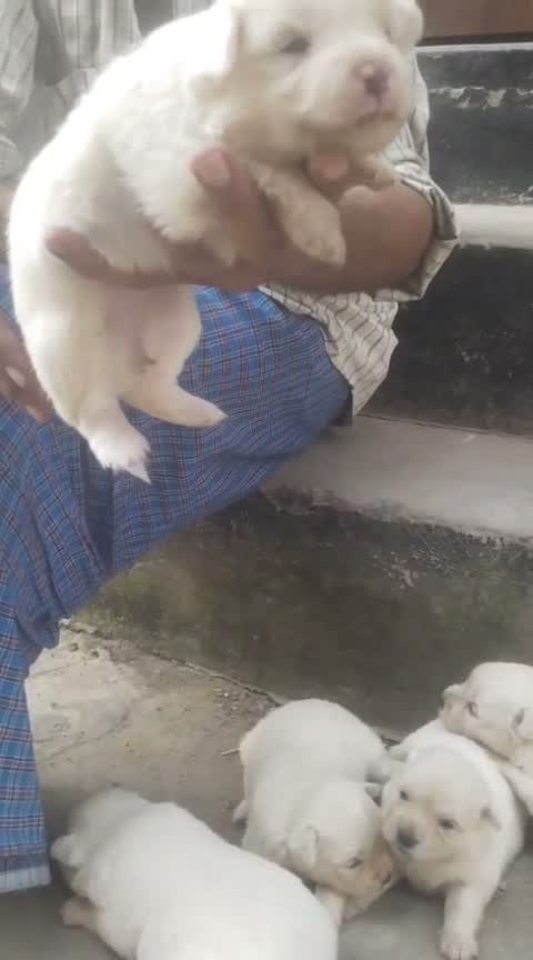 Pomeranian Puppy, farm video