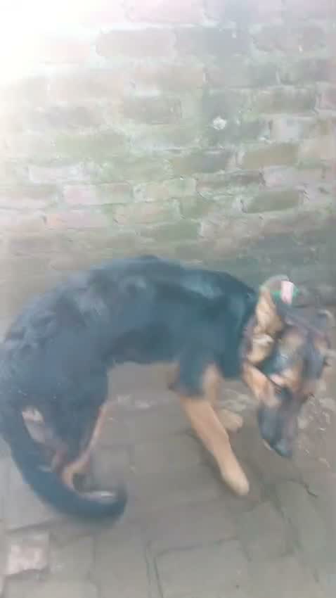 German Shepherd Puppy, farm video