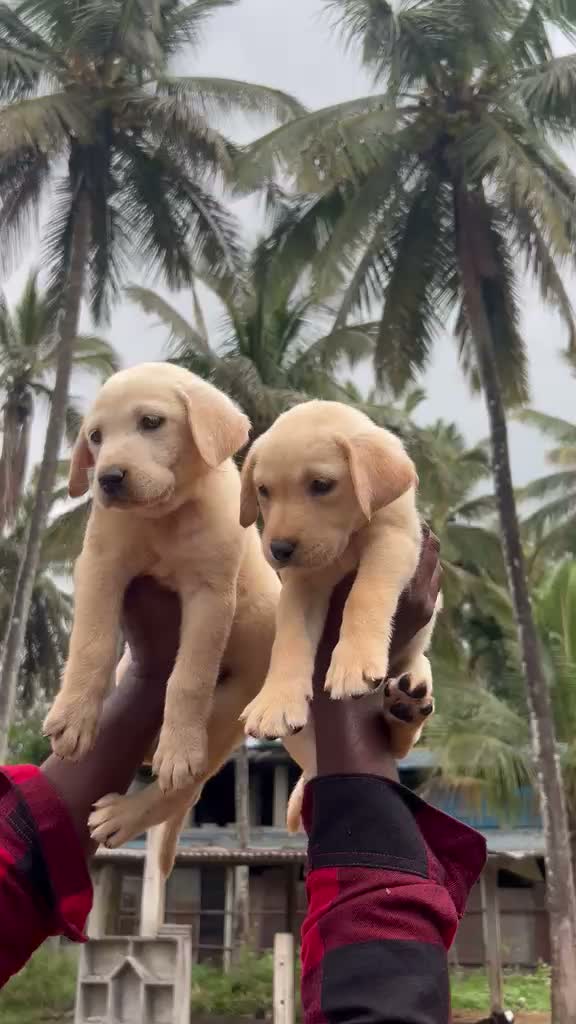 Beagle Black & Tan Puppy, farm video