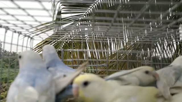 Budgies | Fallow, farm video