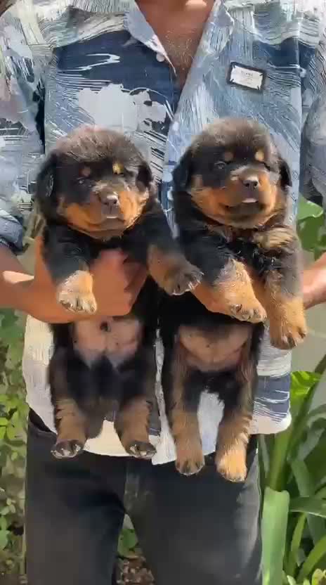 Rottweiler Puppy, farm video