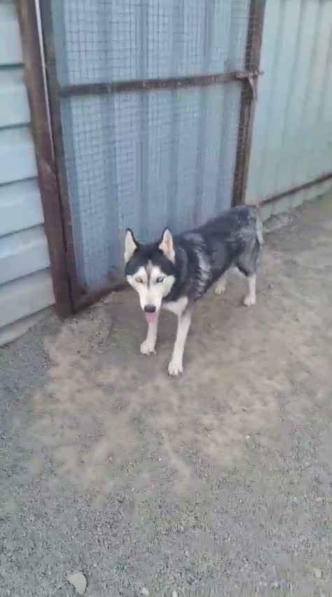 Siberian Husky Puppy | Black & White Color, farm video