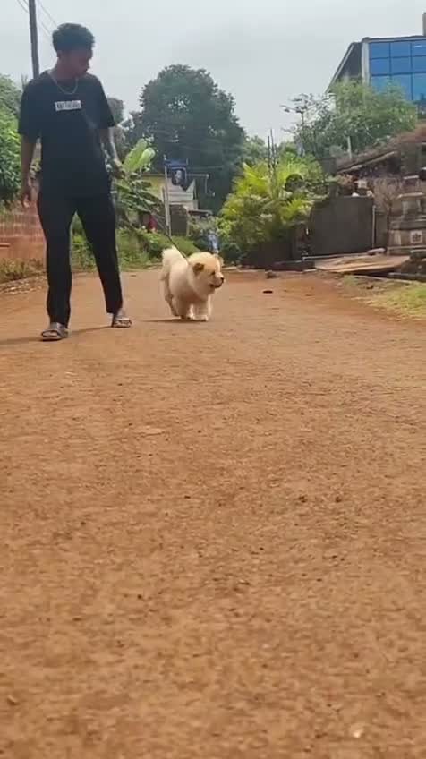 Chow Chow Puppies, farm video