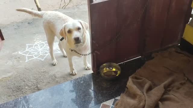 Beagle Black & Tan Puppy, farm video