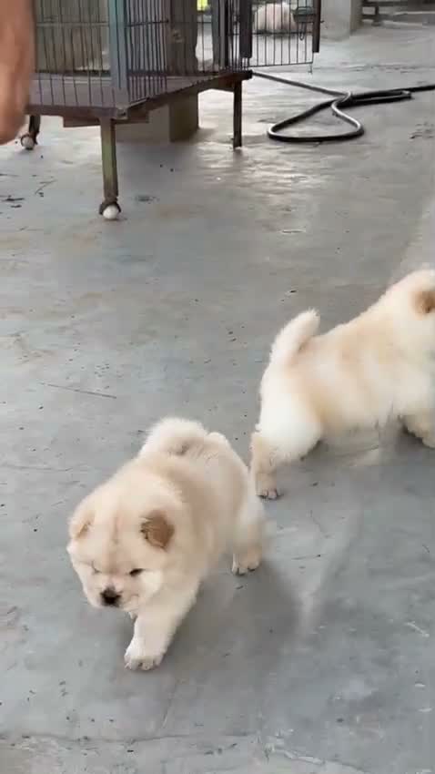 Chow Chow Puppies, farm video