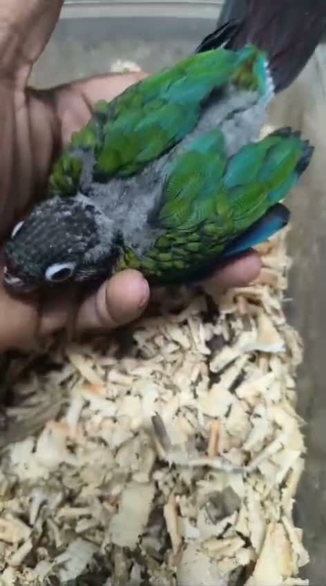 Small Cheek Conure, farm video