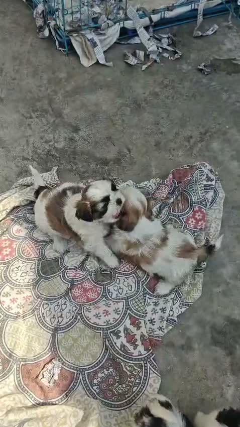 Shih Tzu | Black Color, farm video