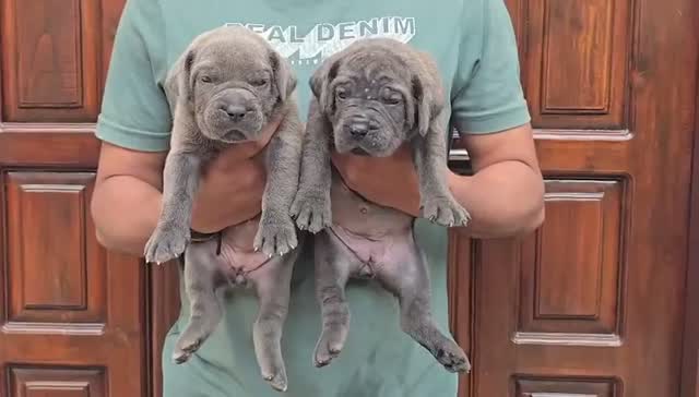 Cane Corso Puppy | Brindle, farm video
