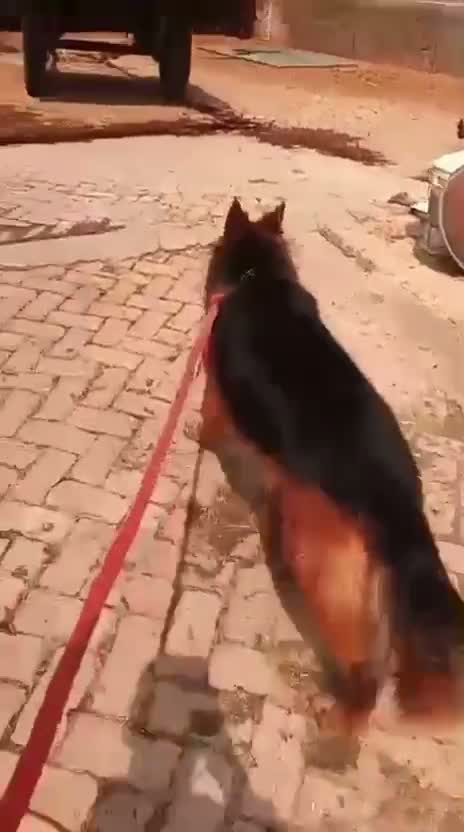 German Shepherd Puppy, farm video