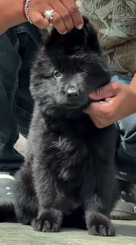 German Shepherd Puppy, farm video