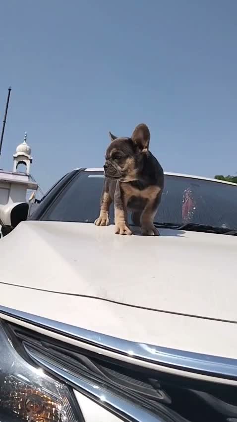 French Bulldog Puppy, farm video