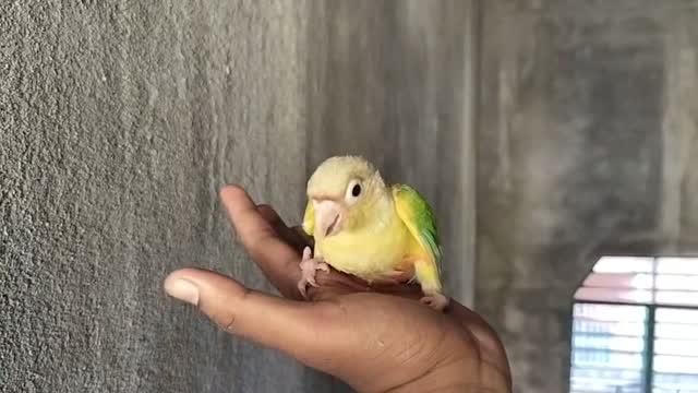 Small Cheek Conure, farm video
