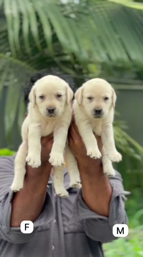 Beagle Black & Tan Puppy, farm video