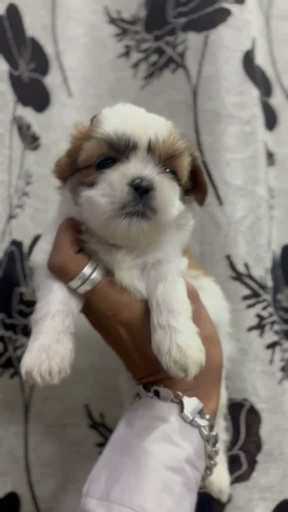 Shih Tzu | Black Color, farm video