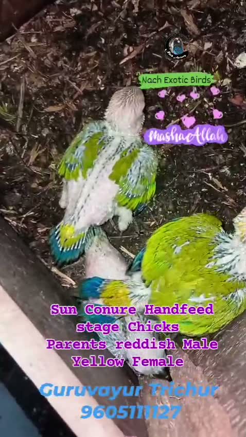 Sun Conure, farm video